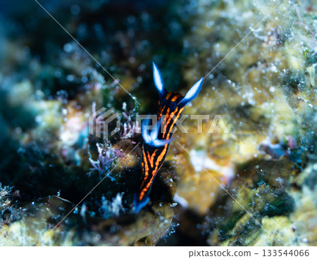 Macro close-up of a young black-striped sea slug | A sea slug found in the Kerama Islands with beautiful blue antennae and orange patterns 133544066