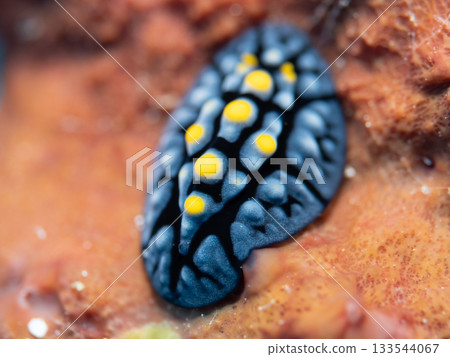 Macro close-up of the Frieri sea slug | A marine creature from the Kerama Islands with a blue body and striking yellow protrusions Macro close-up of the Frieri sea slug | A marine creature from the Kerama Islands with a blue body and striking yellow protrusions 133544067