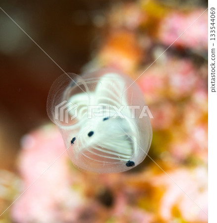 Macro close-up of the panda skeleton sea squirt | A marine creature from the Kerama Islands with a beautiful transparent body and black and white pattern 133544069