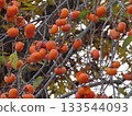 Close-up photo of persimmons growing on a tree 133544093