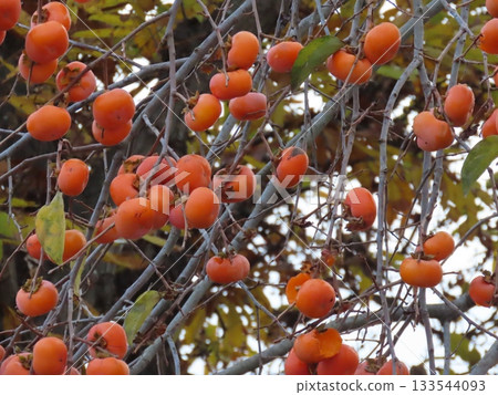 Close-up photo of persimmons growing on a tree Close-up photo of persimmons growing on a tree 133544093
