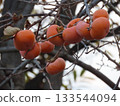 Close-up photo of persimmons growing on a tree 133544094