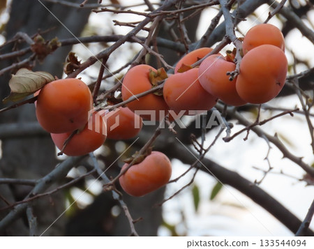 Close-up photo of persimmons growing on a tree 133544094