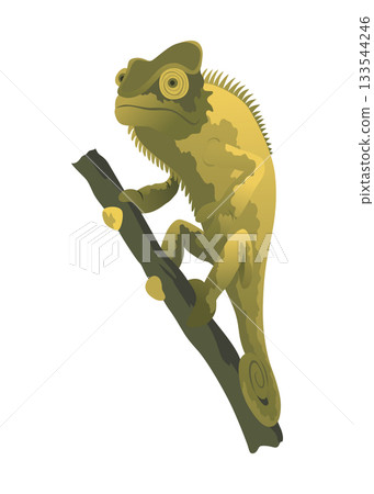 Chameleon lizard. Reptiles with curved tail and camouflage skin, tropical wildlife. Vector exotic animal illustration Chameleon lizard. Reptiles with curved tail and camouflage skin, tropical wildlife. Vector exotic animal illustration 133544246