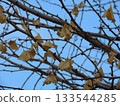 Ginkgo tree close-up 133544285