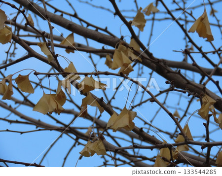 Ginkgo tree close-up Ginkgo tree close-up 133544285