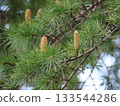 Close-up of young cedar cones 133544286