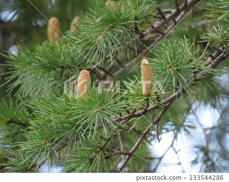 Close-up of young cedar cones Close-up of young cedar cones 133544286