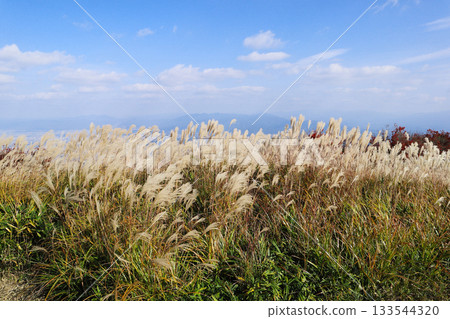 日本蒲葦草景觀(桂木山大和) 日本蒲葦草景觀(桂木山大和) 133544320