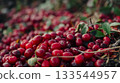 A ground-level view of vibrant red cranberries scattered across the earthy forest floor, embodying the essence of autumn harvest. 133544957