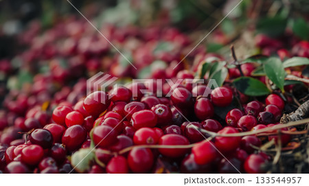 A ground-level view of vibrant red cranberries scattered across the earthy forest floor, embodying the essence of autumn harvest. A ground-level view of vibrant red cranberries scattered across the earthy forest floor, embodying the essence of autumn harvest. 133544957