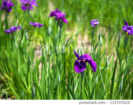 Flower garden of iris grapes Flower garden of iris grapes 133545020