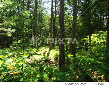 In the forest 133545022