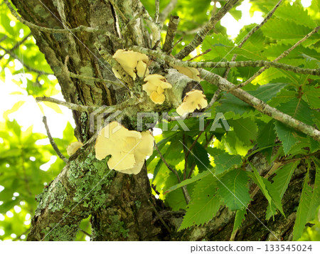 Mushrooms growing on fresh green trees 133545024