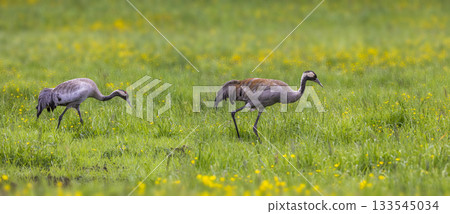 Common cranes foraging in lush green fields of Jotunheimen National Park in Norway during springtime Common cranes foraging in lush green fields of Jotunheimen National Park in Norway during springtime 133545034