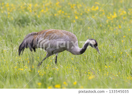 Common crane foraging in Jotunheimen National Park's vibrant meadows during a sunny afternoon 133545035