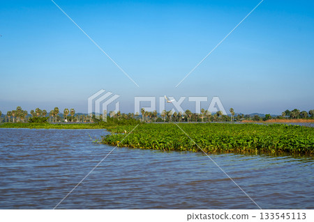 Floating vegetation on Lake Tempe, South Sulawesi, Indonesia Floating vegetation on Lake Tempe, South Sulawesi, Indonesia 133545113