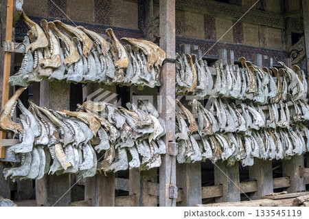 Buffalo jaws on a traditional Toraja house, Sulawesi, Indonesia 133545119