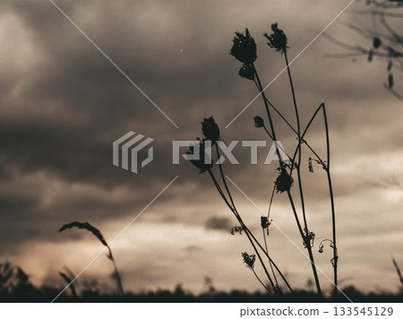 Silhouette of wildflowers against a moody, overcast sky at dusk. The dark, dramatic sky and delicate wildflowers create a beautiful, evocative scene of nature's beauty. Uncultivated plants and grasses 133545129