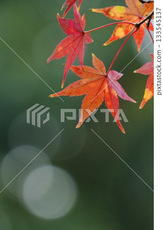 Bright red autumn leaves Beautiful maple bokeh background Bright red autumn leaves Beautiful maple bokeh background 133545137