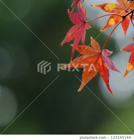 Bright red autumn leaves Beautiful maple bokeh background 133545144