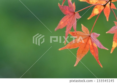 Bright red autumn leaves Beautiful maple bokeh background 133545145