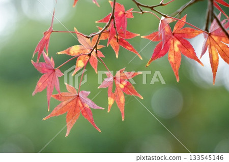 Bright red autumn leaves Beautiful maple bokeh background 133545146