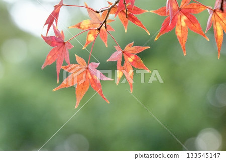 鮮紅的秋葉,美麗的楓樹散景背景 鮮紅的秋葉,美麗的楓樹散景背景 133545147