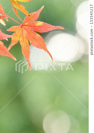 Beautiful autumn leaves of maple trees - Beautiful bokeh background 133545217