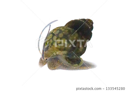 Bean snails Bean snails 133545280