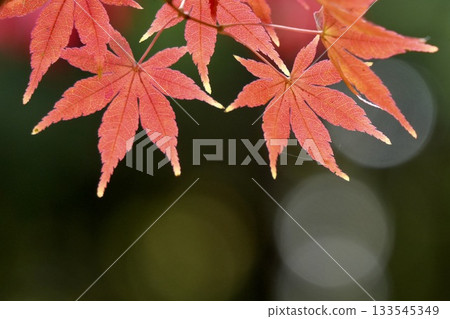 Beautiful maple leaves close-up, autumn leaves, bokeh background 133545349