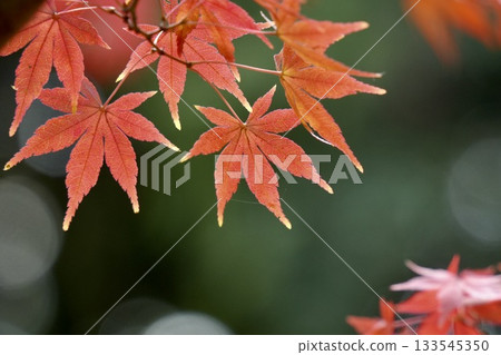 Beautiful maple leaves close-up, autumn leaves, bokeh background 133545350