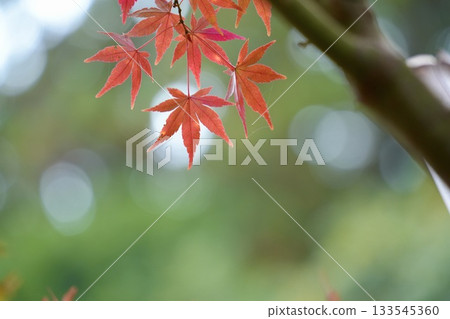 美麗的楓樹秋葉 - 美麗的散景背景 美麗的楓樹秋葉 - 美麗的散景背景 133545360