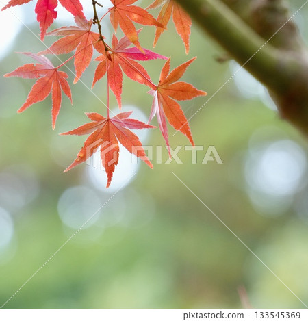 美麗的楓樹秋葉 - 美麗的散景背景 美麗的楓樹秋葉 - 美麗的散景背景 133545369
