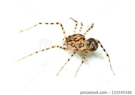 Yukatayamashirogumo spider Yukatayamashirogumo spider 133545580