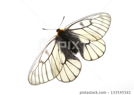Parnassius white butterfly (male) Parnassius white butterfly (male) 133545581