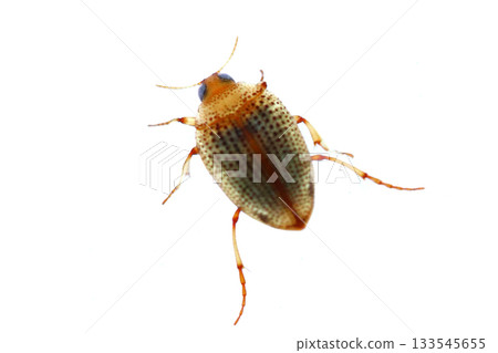 Yellow water beetle Yellow water beetle 133545655