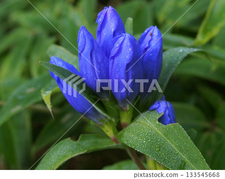 Oyama gentian Oyama gentian 133545668