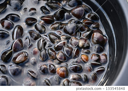Freshly soaked clams from Lake Jusan (Aomori Prefecture) Freshly soaked clams from Lake Jusan (Aomori Prefecture) 133545848