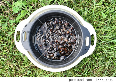 Freshly soaked clams from Lake Jusan (Aomori Prefecture) Freshly soaked clams from Lake Jusan (Aomori Prefecture) 133545850