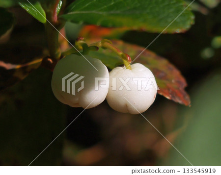 靈芝果實 靈芝果實 133545919