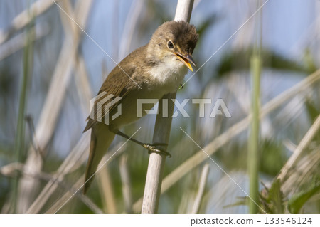 Common reed warbler sings from a reed in Wolkenberg nature reserve located in Baarn, Netherlands during a sunny afternoon 133546124