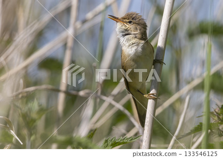 Common reed warbler perched gracefully among reeds in Wolkenberg nature reserve, Baarn, Netherlands 133546125