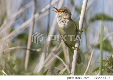 Common reed warbler sings in the Wolkenberg nature reserve in Baarn, Netherlands during springtime 133546126