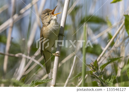 Common reed warbler sings in the Wolkenberg nature reserve of Baarn, Netherlands during a sunny day 133546127