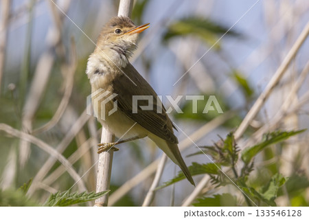Common reed warbler singing in the natural reserve of Wolkenberg during a sunny day in Baarn, Netherlands 133546128