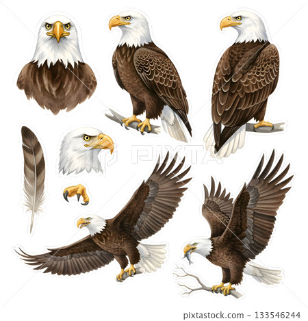 Set of eagle character. illustration design Set of eagle character. illustration design 133546244