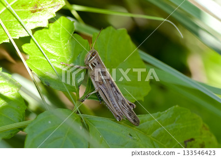 巴坦加粳稻 133546423