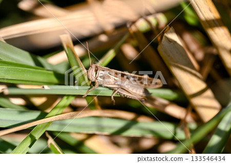 Patanga japonica 133546434