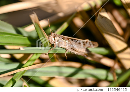 Patanga japonica Patanga japonica 133546435